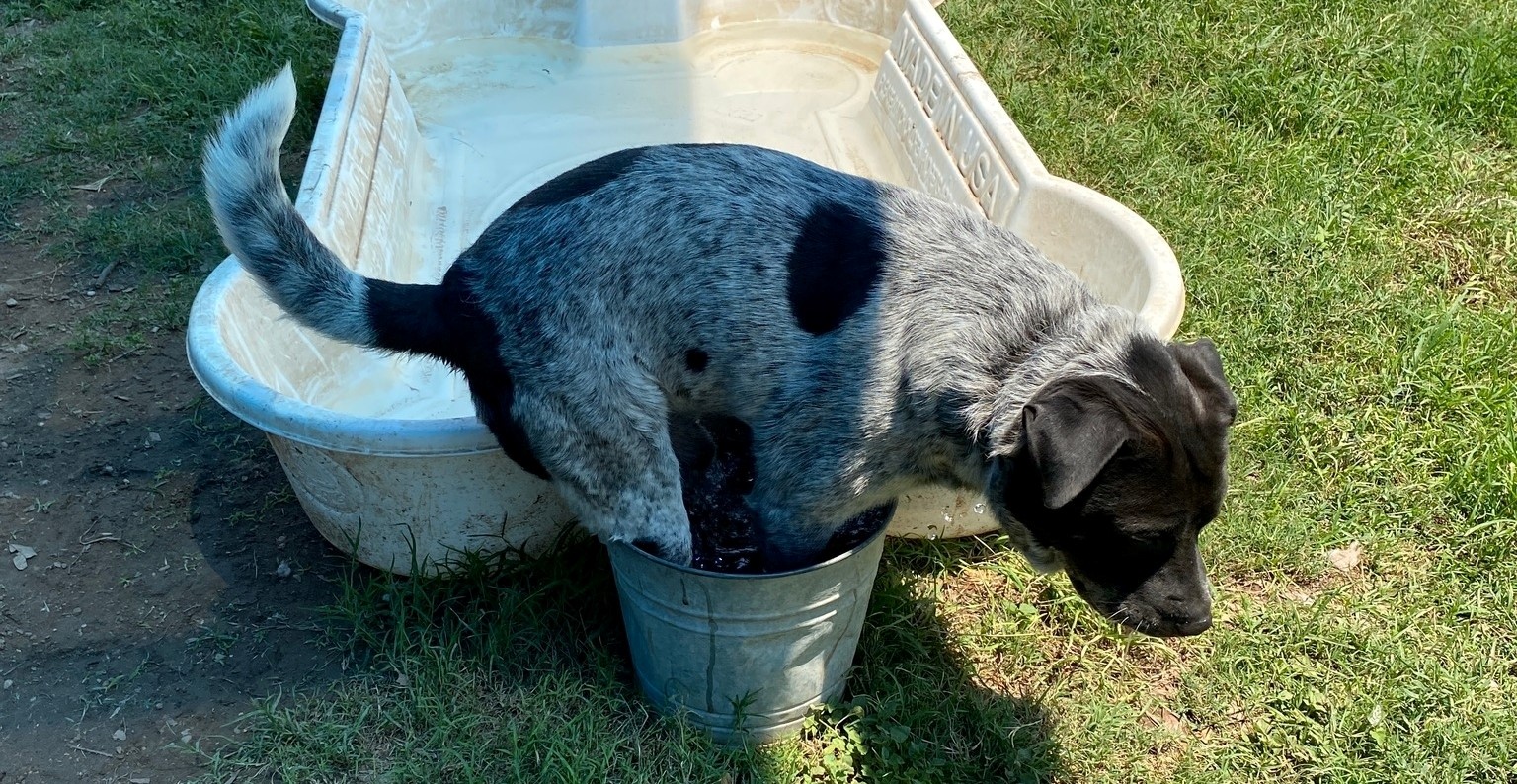 dog standing in bucket in front of pool