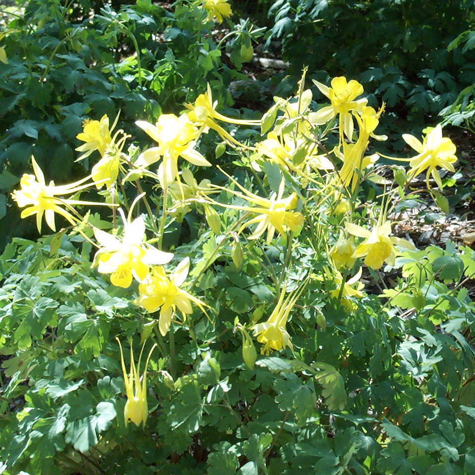 Columbine   Aquilegia chrysantha  var. 'Hinkleyana'