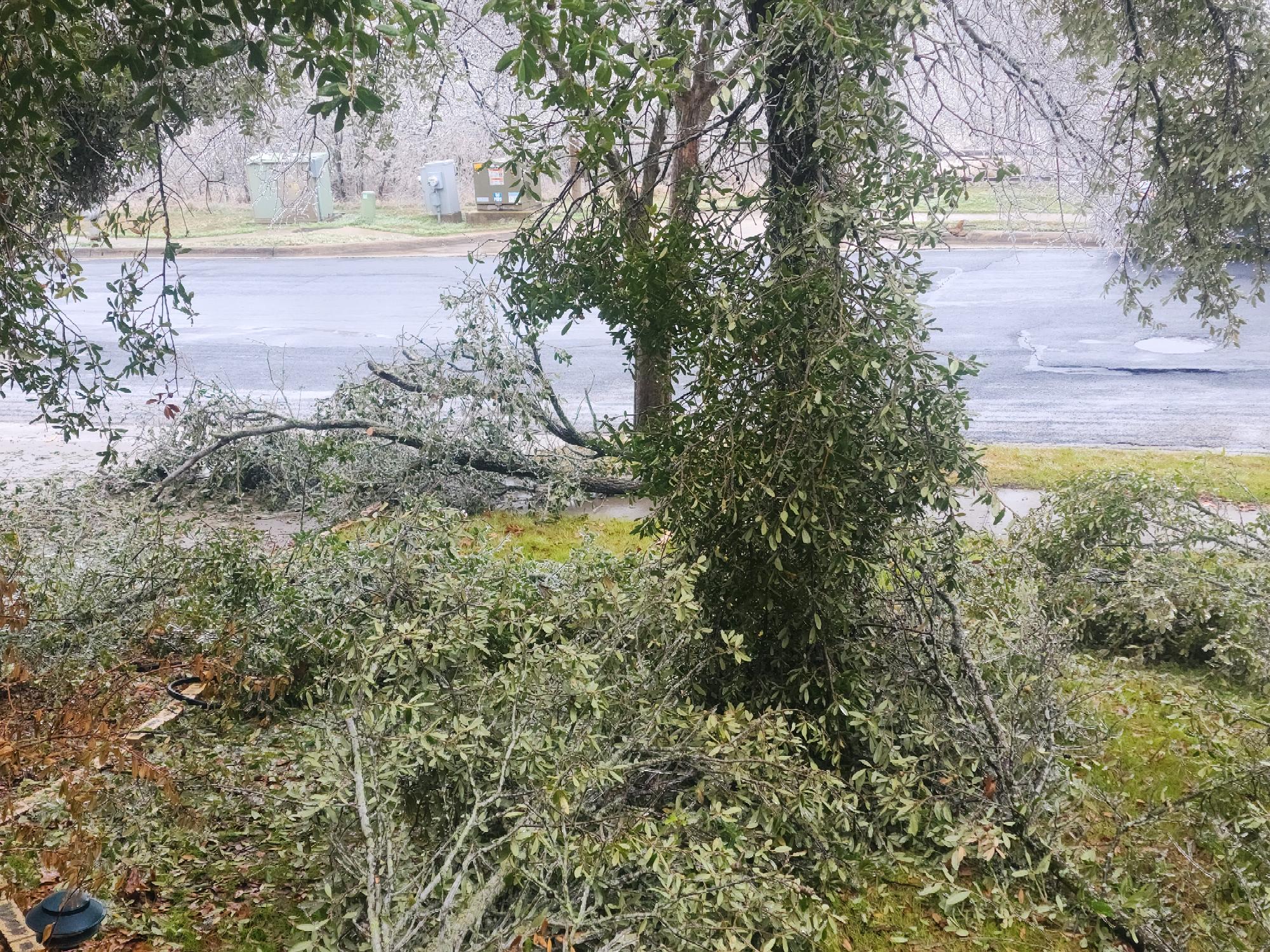 Tree limbs fallen on property