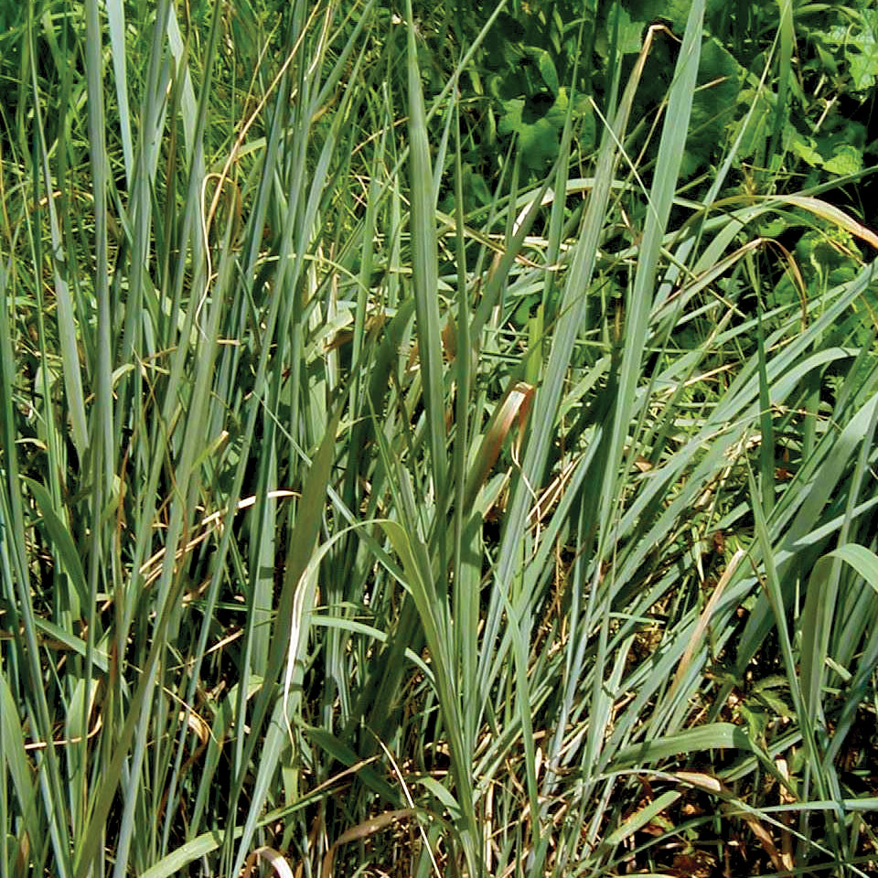 Indian Grass   Sorghastrum nutans