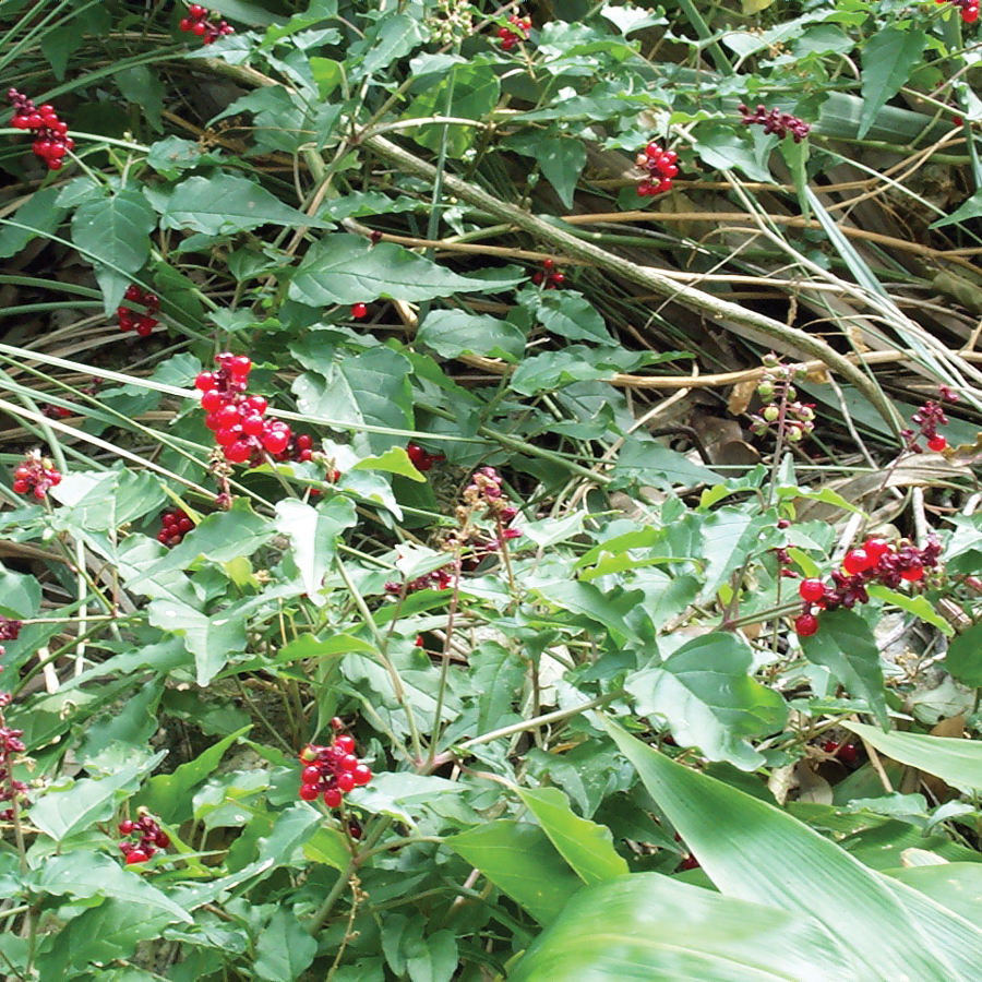 Pigeonberry  Rivina humilis