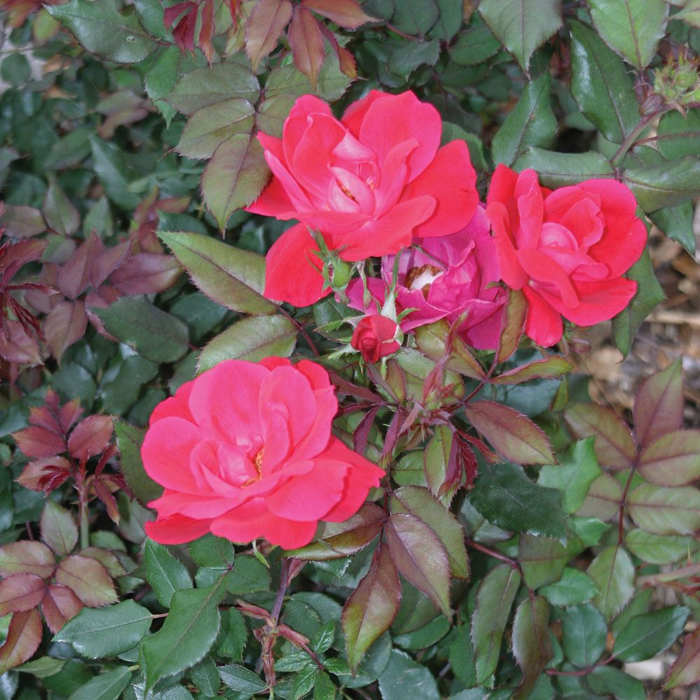 Rose, 'Knock Out'    Rosa  'Knock Out'