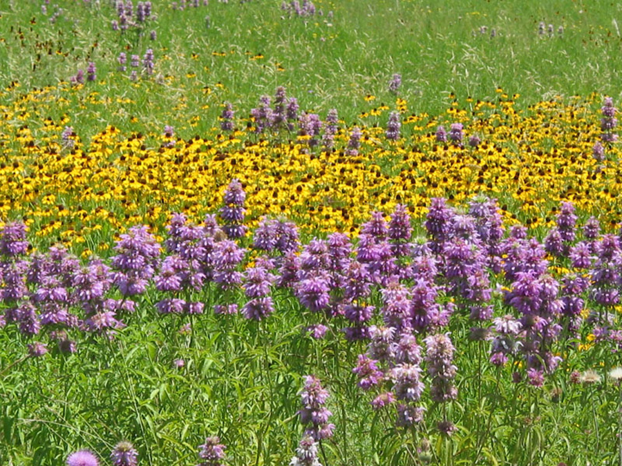 Prescribed fire contributes to increased water flow into the aquifer by reducing brush and promoting grasslands.