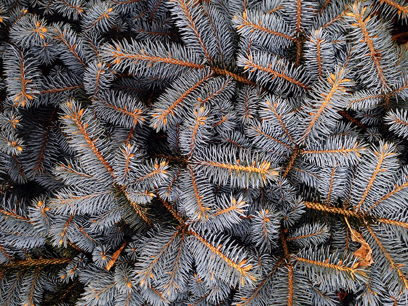 An image of evergreen tree branches in cold weather.
