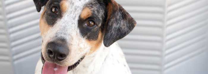 Lost Found A Pet Animal Services Austintexas Gov The