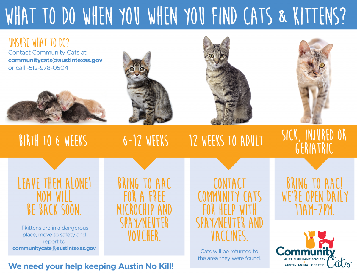 http://www.austintexas.gov/sites/default/files/files/Animal_Services/17-Feb-AAC-WhatToDo-Cats-Infographic.png