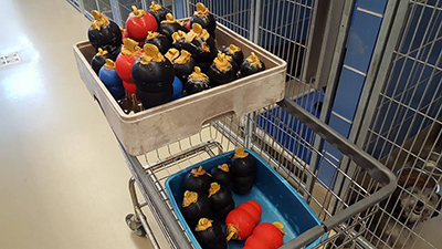 Dog Exercise and Enrichment at Austin Animal Center ...