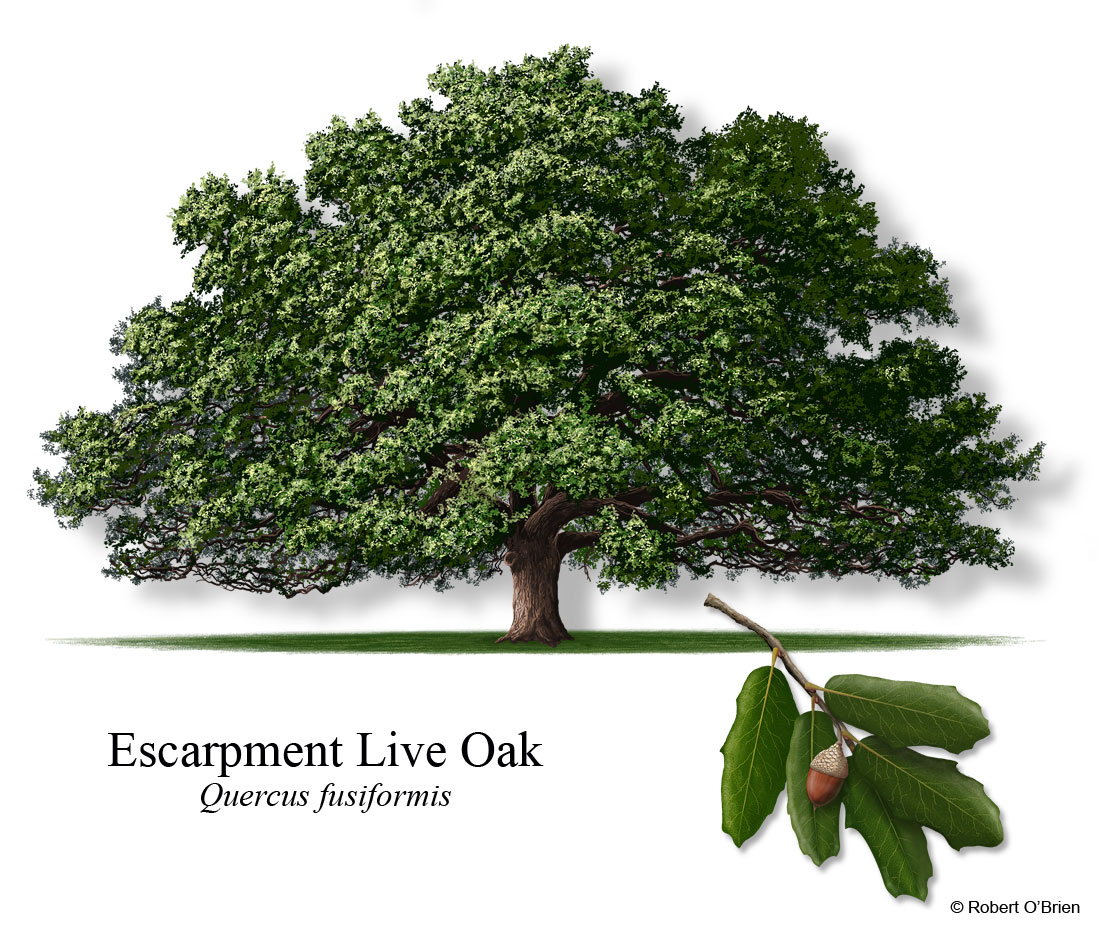 Image of Escarpment Live Oak