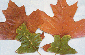 Close up image of Shumard oak leaves affected by oak wilt. 