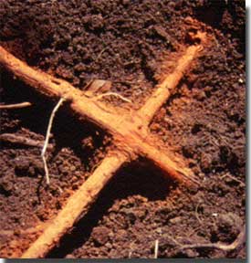 Close up image of how oak roots connect under ground.