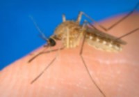 photo of culex mosquito