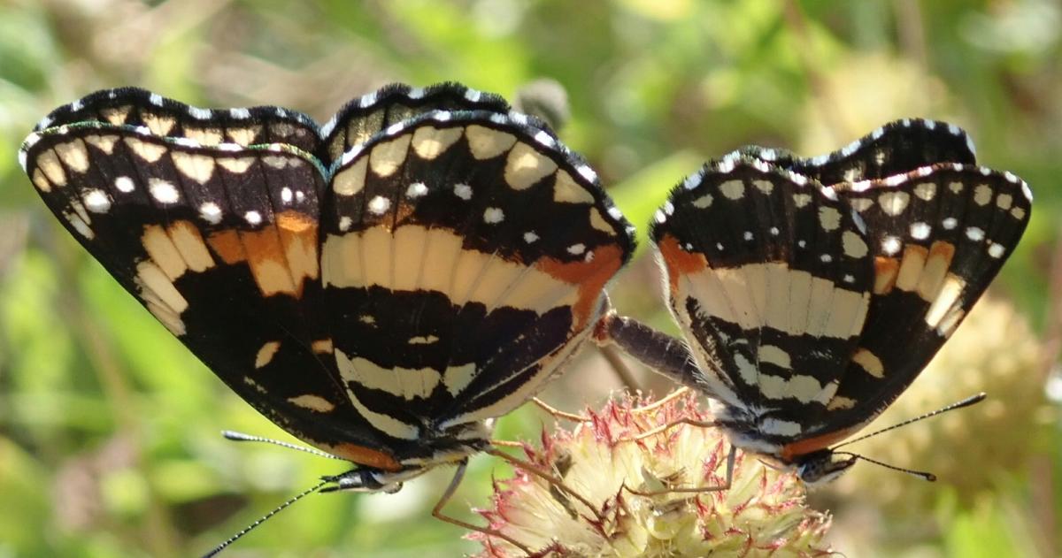 Bordered Patch Butterfly at ANSC in May