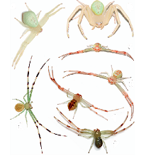 New Crab Spider found at ANSC
