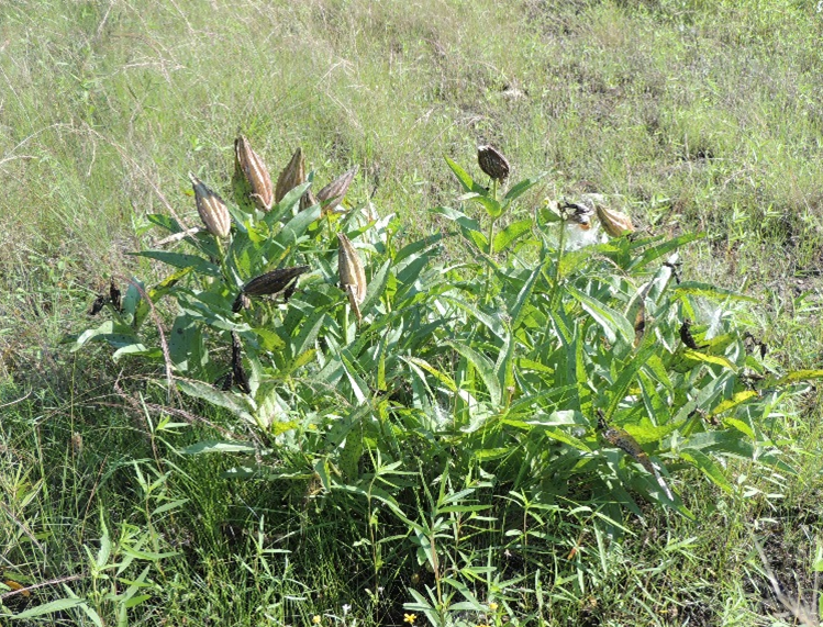 Image of wild flowers