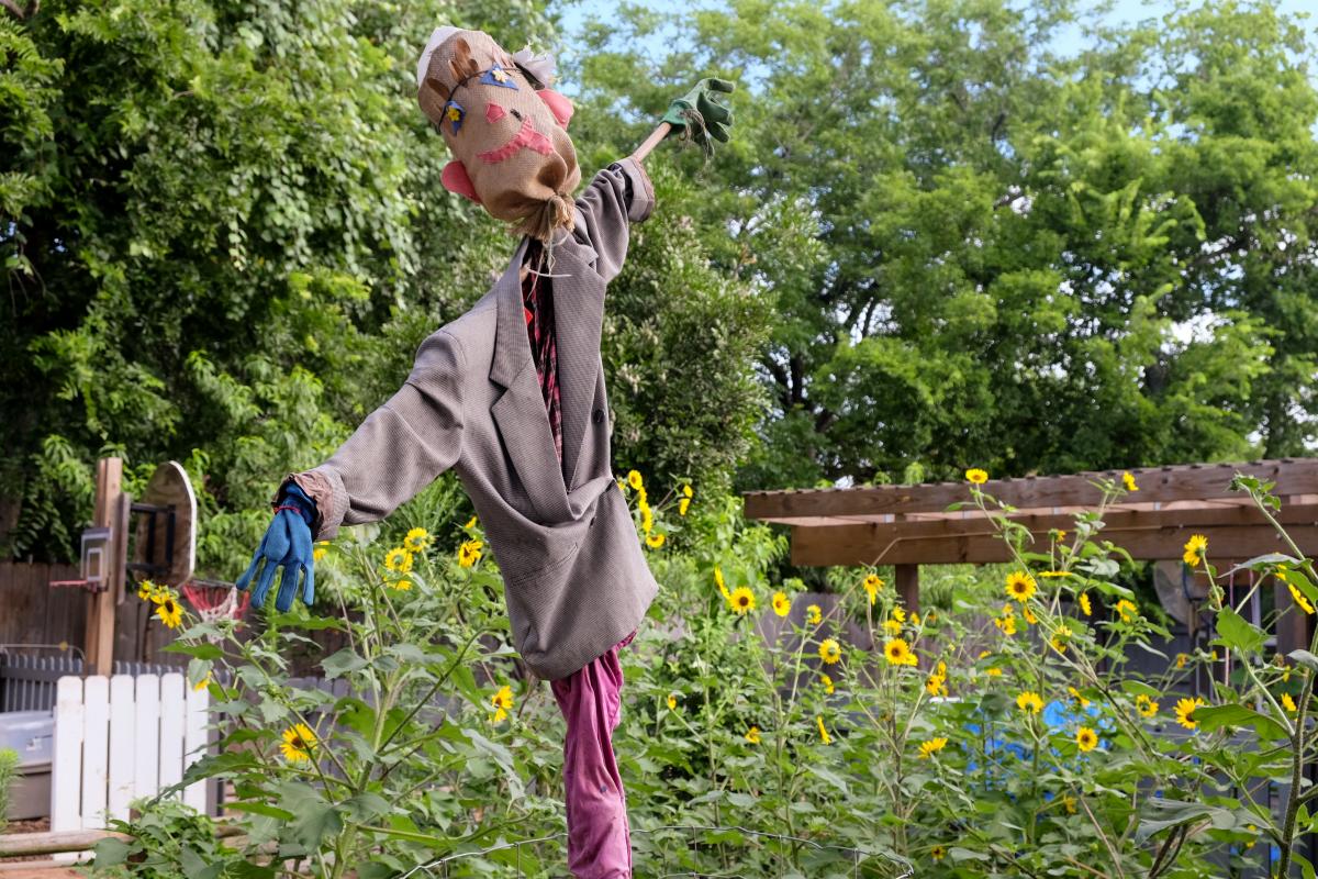 A scarecrow among blooming sunflowers.