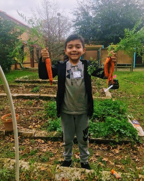 Kid holding up lots of carrots standing in a garden.