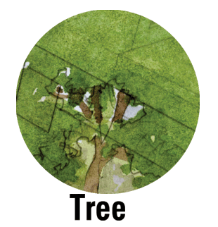 Image of shade tree