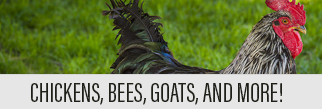 Chickens, bees, goats, and more!