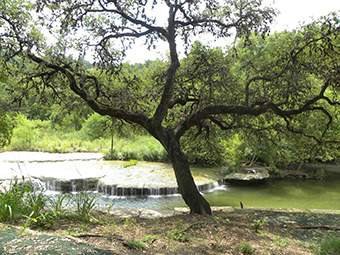 A tree next to a creek in Austin Texas.