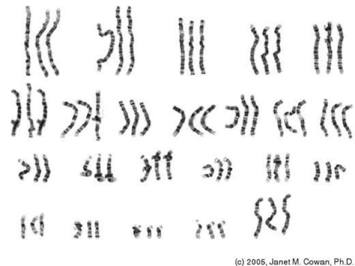Triploid Grass Carp AustinTexas.gov