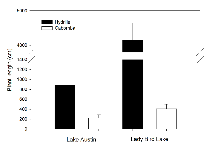 A comparison of Hydrilla & Cabomba in Lake Austin and Lady Bird Lake.