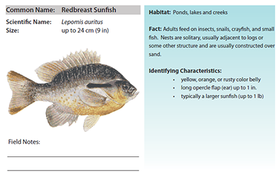 Field guide page for Redbreast Sunfish