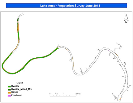 Lake Austin Vegetation June 2013