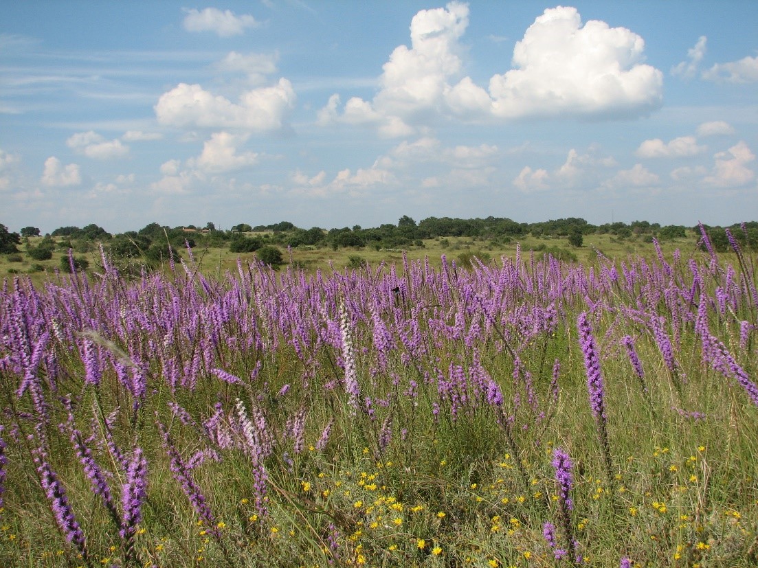 Prescribed fire contributes to increased water flow into the aquifer by reducing brush and promoting grasslands. Prescribed fire contributes to increased water flow into the aquifer by reducing brush and promoting grasslands.