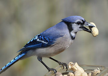 backyards that re for the birds how to create a bird backyards that re for the birds how to create a bird
