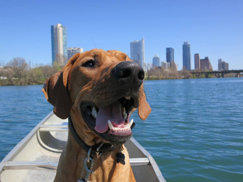 Dog Gone It Fun In Austin Austintexas Gov The Official