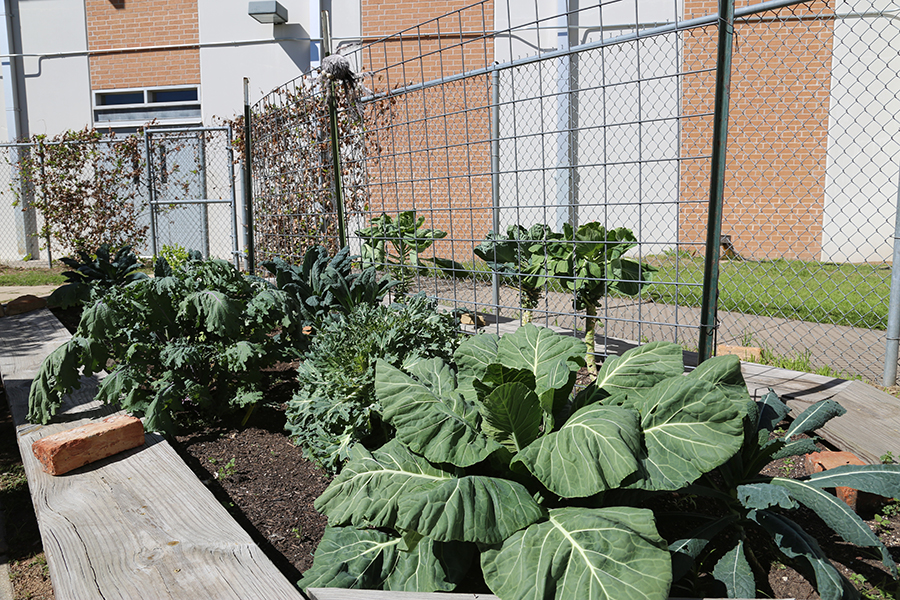 Virginia L. Brown Recreation Center Senior Garden