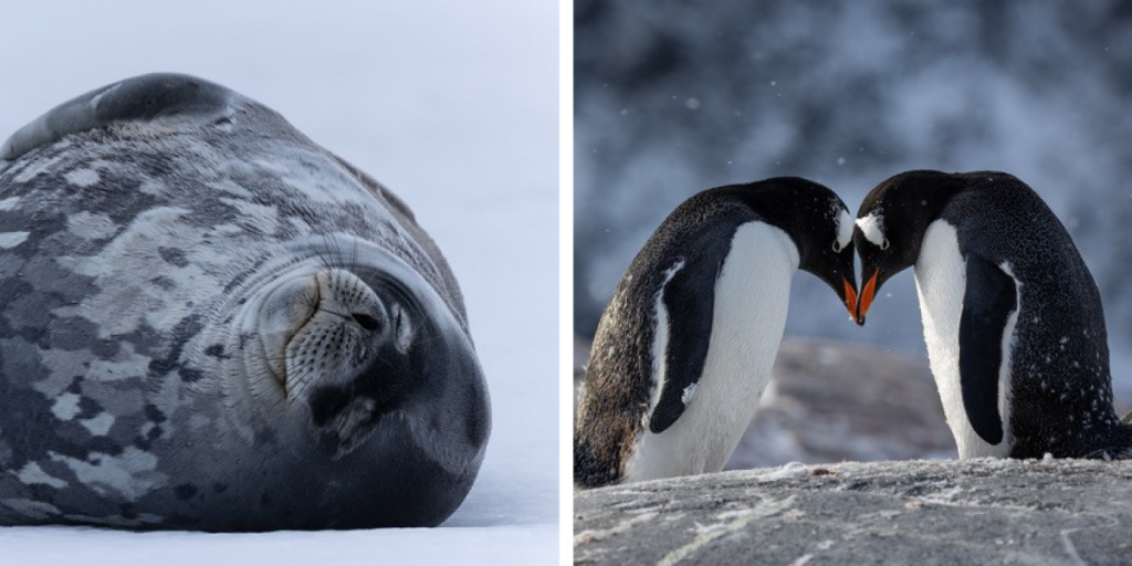 Left: A seal lounges belly up on the snow. Right: Two penguins push their heads together making a heart shape.