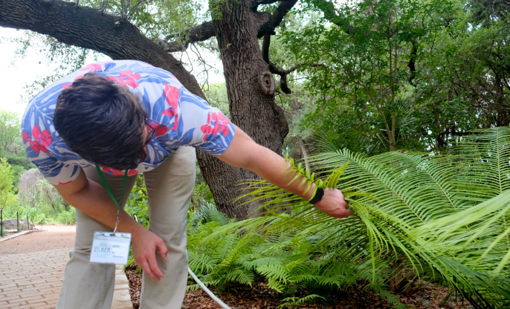 Matthew lifts the leaves on a cycad to look for a cone.