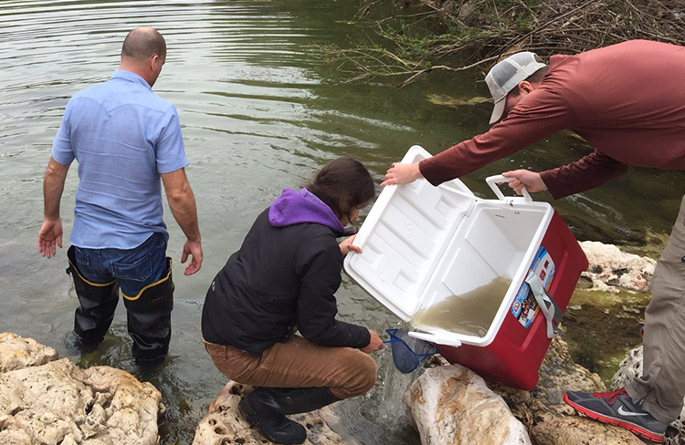 Coolers of oxygenated water hold the fish until biologists identify, count, and release them into another section of the creek.  