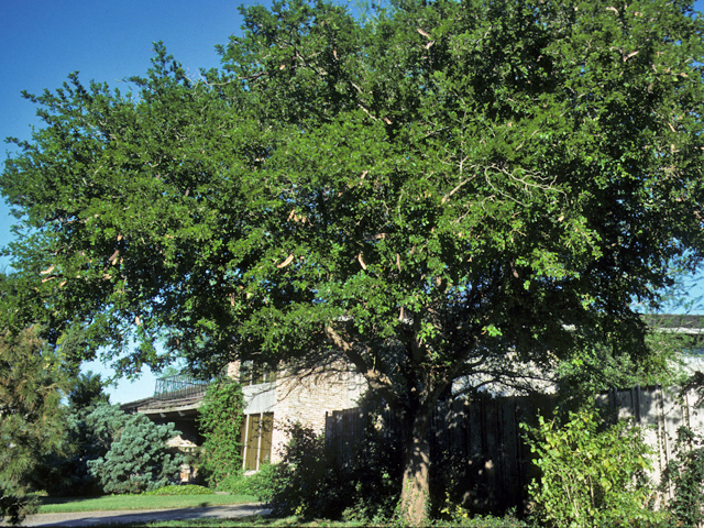 A large Texas Ebony tree next to a building