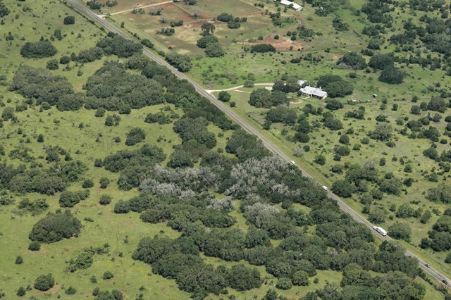 Aerial view showing large group of dead oak trees.
