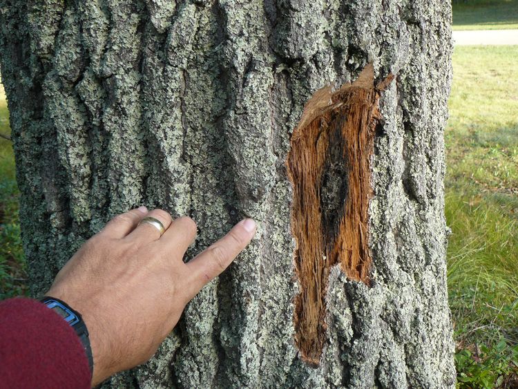 Tree trunk with split bark revealing fungal mat of oak wilt
