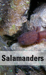Salamanders