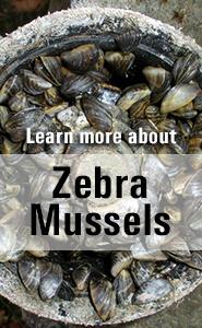Learn more about Zebra Mussels
