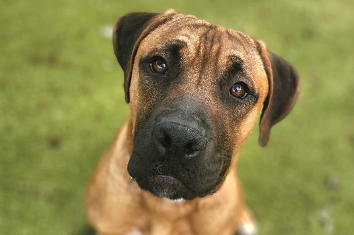 Brown and black mixed breed dog