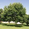 Oak, Chinquapin  -  Quercus muhlenbergii