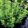 Germander, Green Teucrium chamaedrys