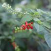 Pigeonberry  Rivina humilis