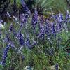 Sage, Mealy Blue  Salvia farinacea