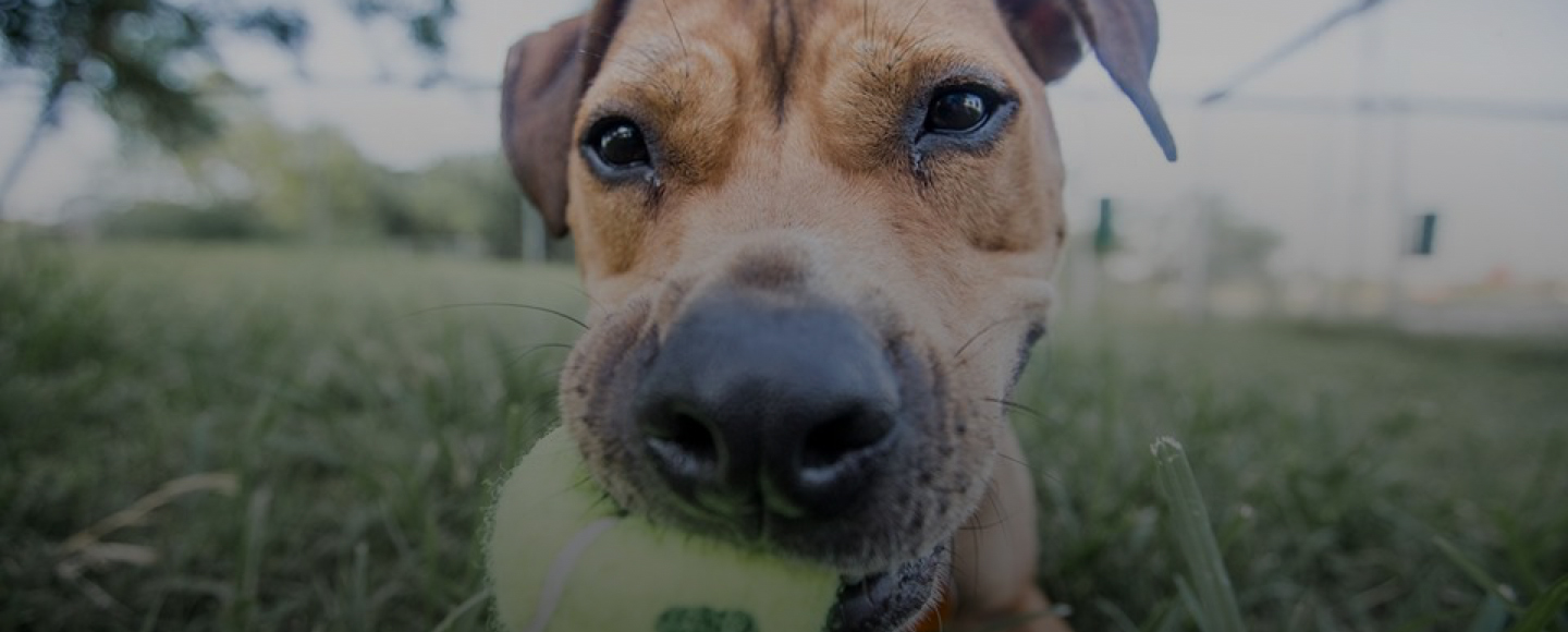 48 Best Images Austin Pet Rescue / Austin Pets Alive How Austin Businesses Are Supporting Rescue Pets