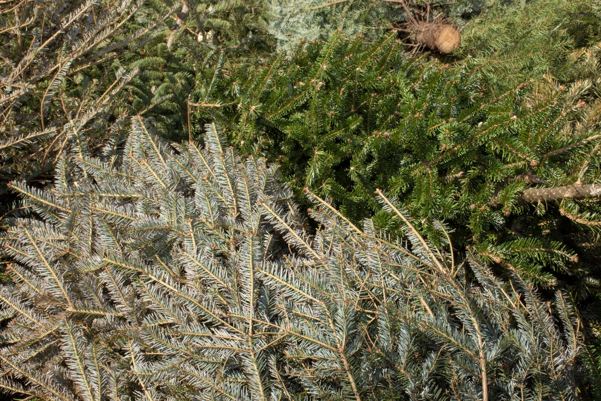 A pile of holiday trees to be recycled at Zilker Park