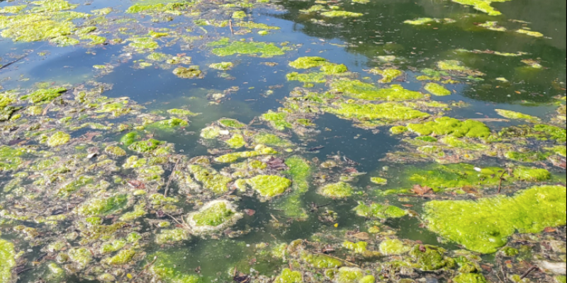 Photo of algae