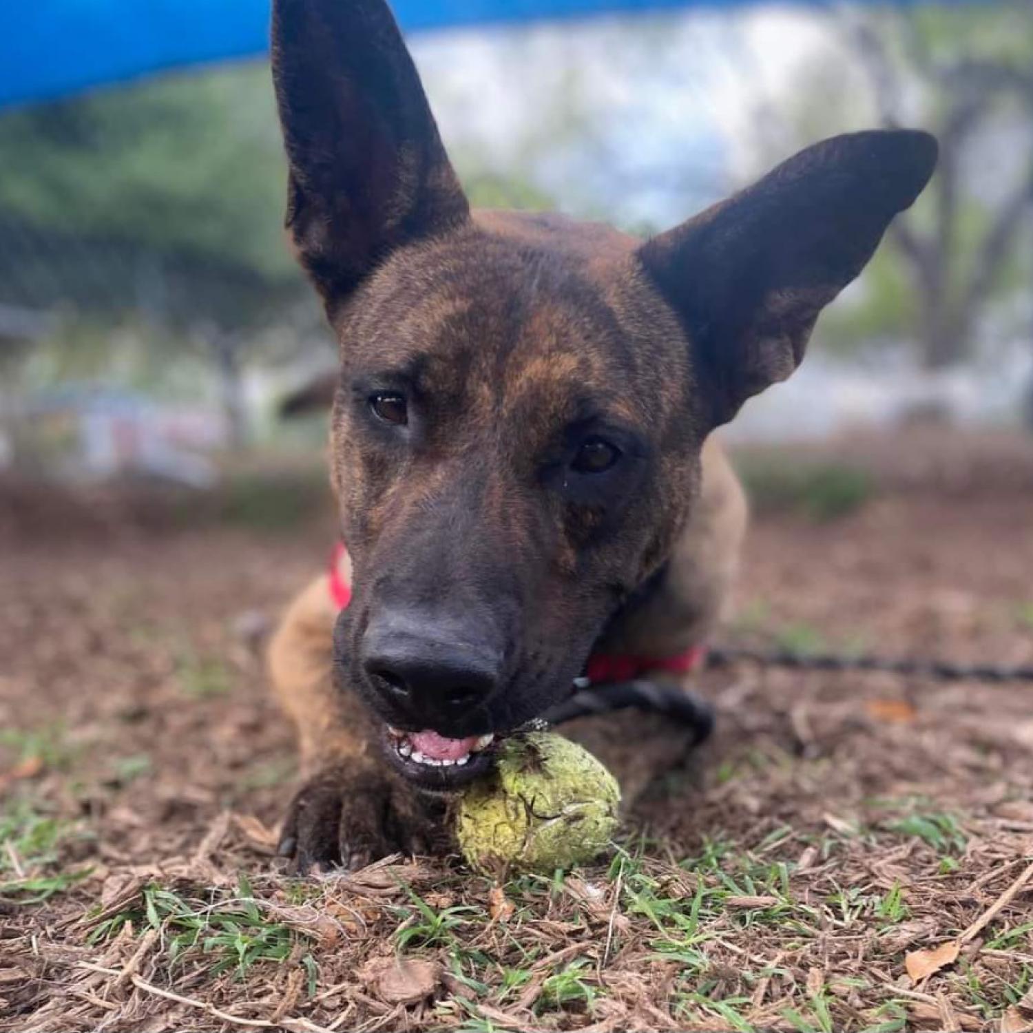 Dog with tennis ball