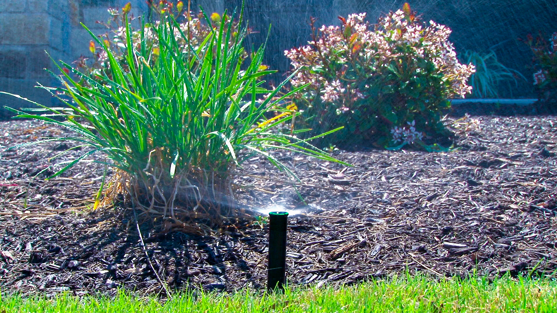 Sprinkler and native plants