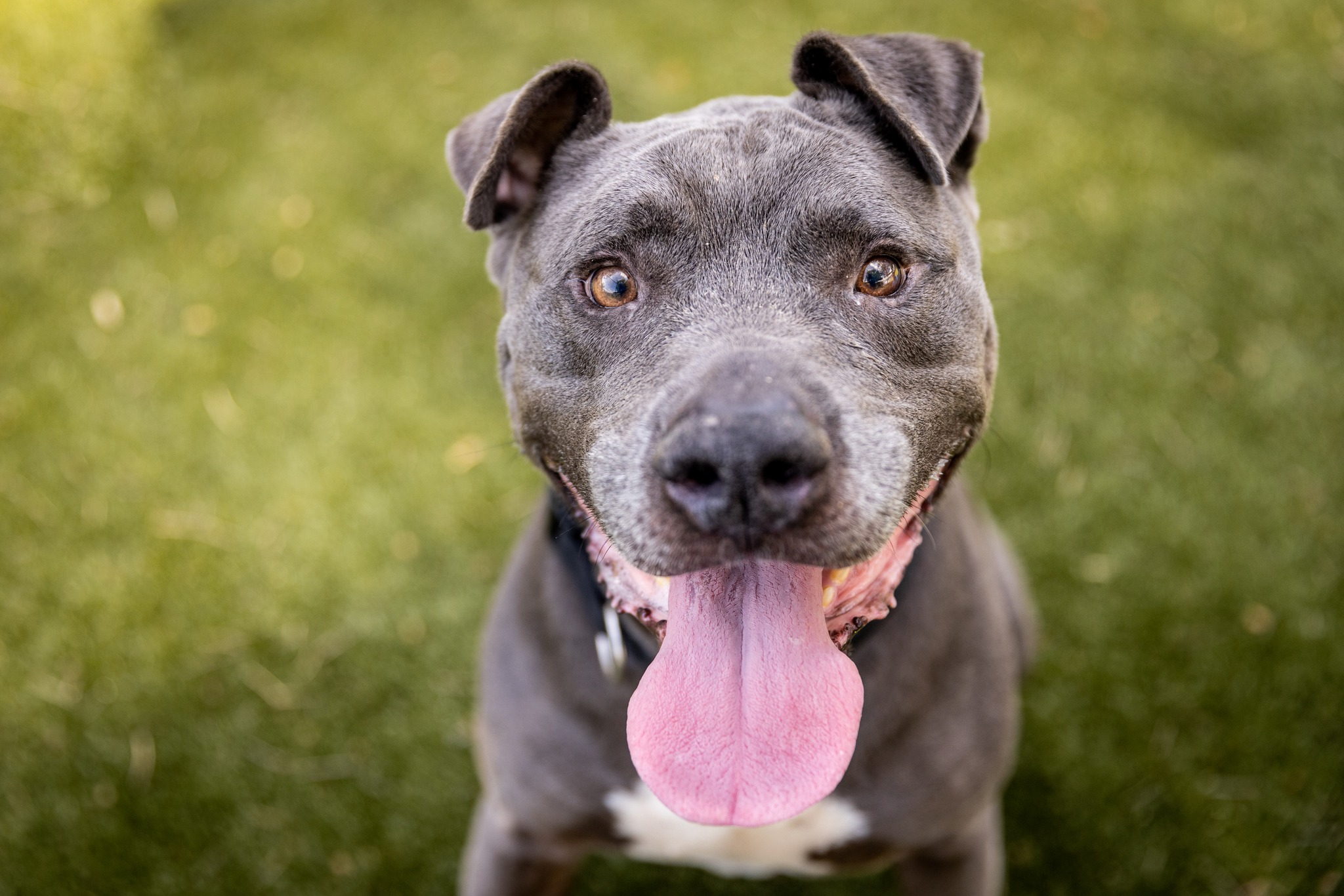 Dog with tongue out